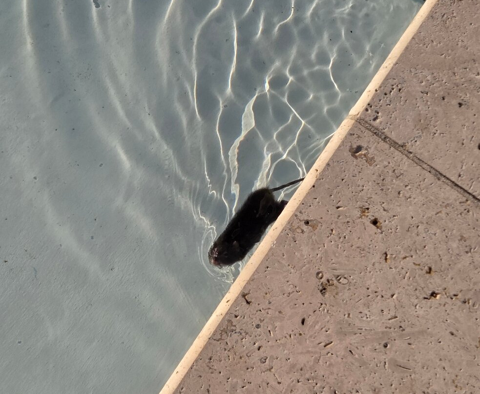 Hampton Inn & Suites By Hilton Hutto Austin主图