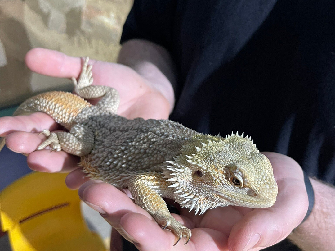 Serpentarium Wildlife Park Tasmania-圣海伦火山必去景点