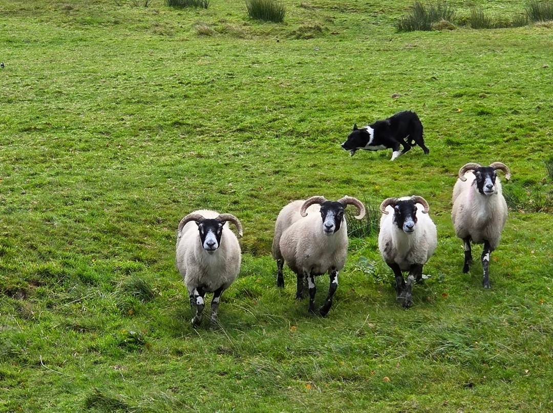 Kells Sheepdogs Ring of Kerry-Kells必去景点