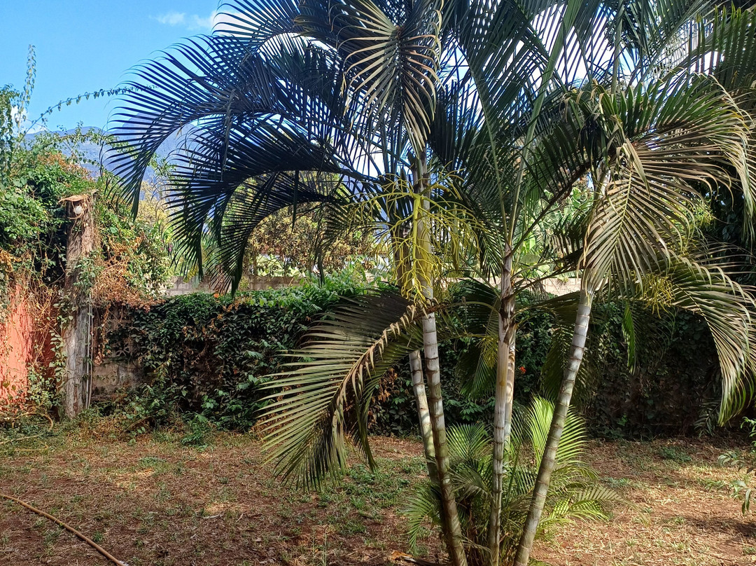 Mama Pierina Restaurant and Annex主图