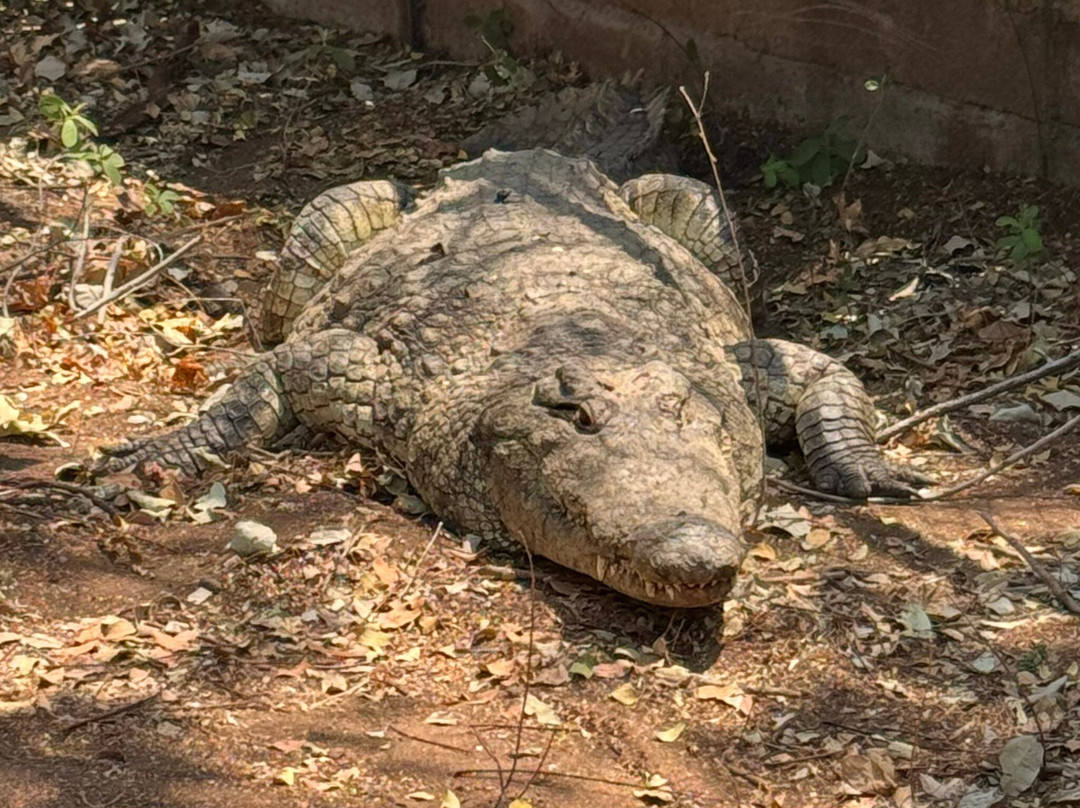 Livingstone Crocodile Park-李文斯顿必去景点