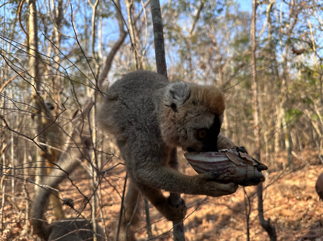 GMT+3 Great Madagascar Tours - Day Tours-安塔那那利佛必去景点