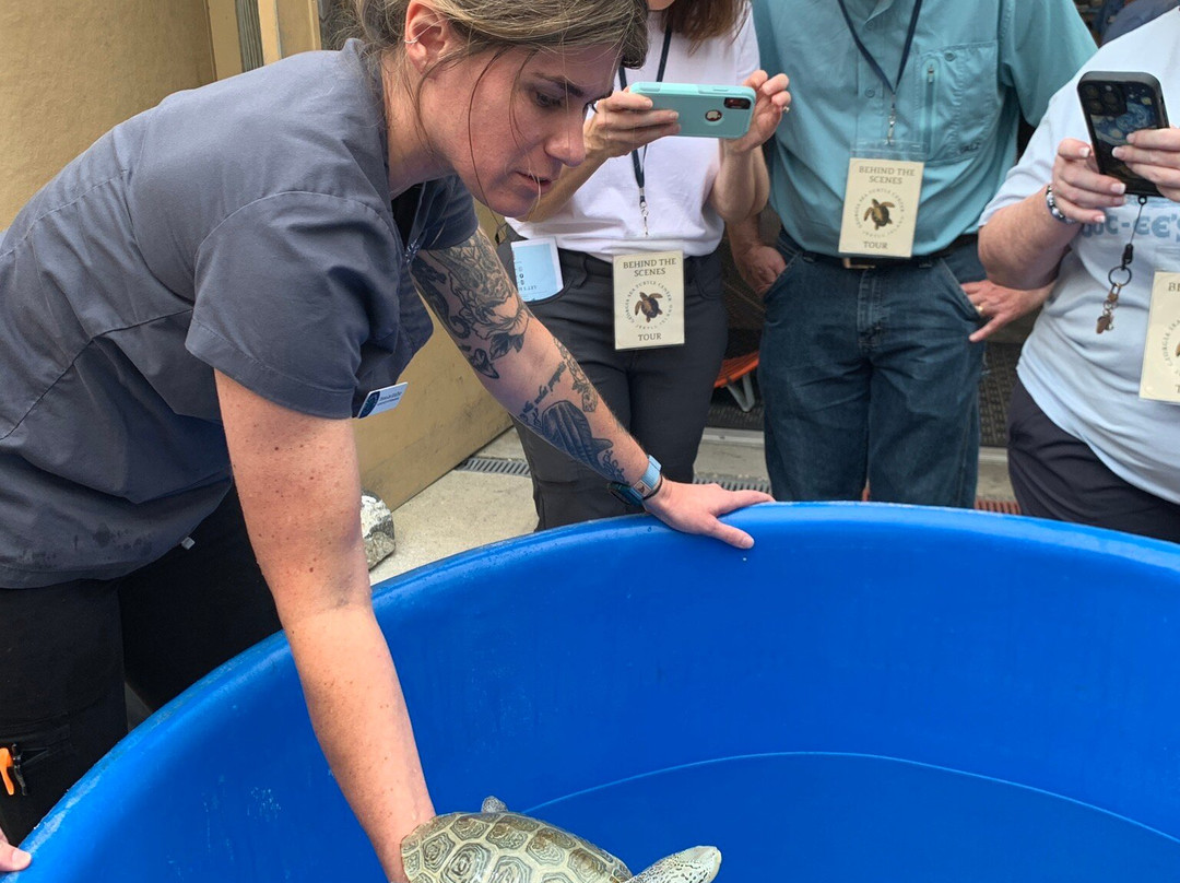 Georgia Sea Turtle Center-吉柯岛必去景点