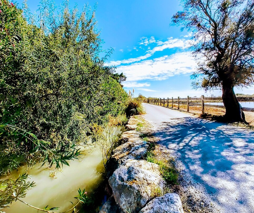 Le Petit Train Camarguais-滨海圣玛丽必去景点