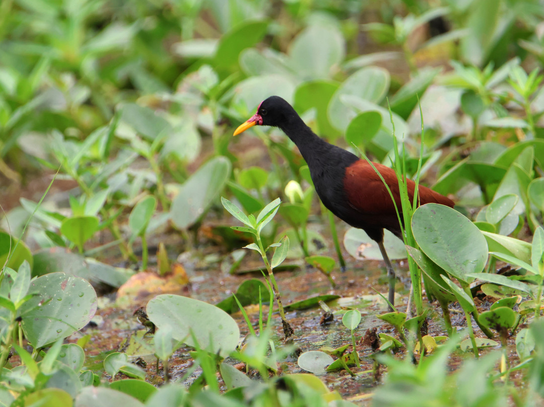 REGUA - Reserva Ecológica de Guapiaçu-Cachoeiras de Macacu必去景点