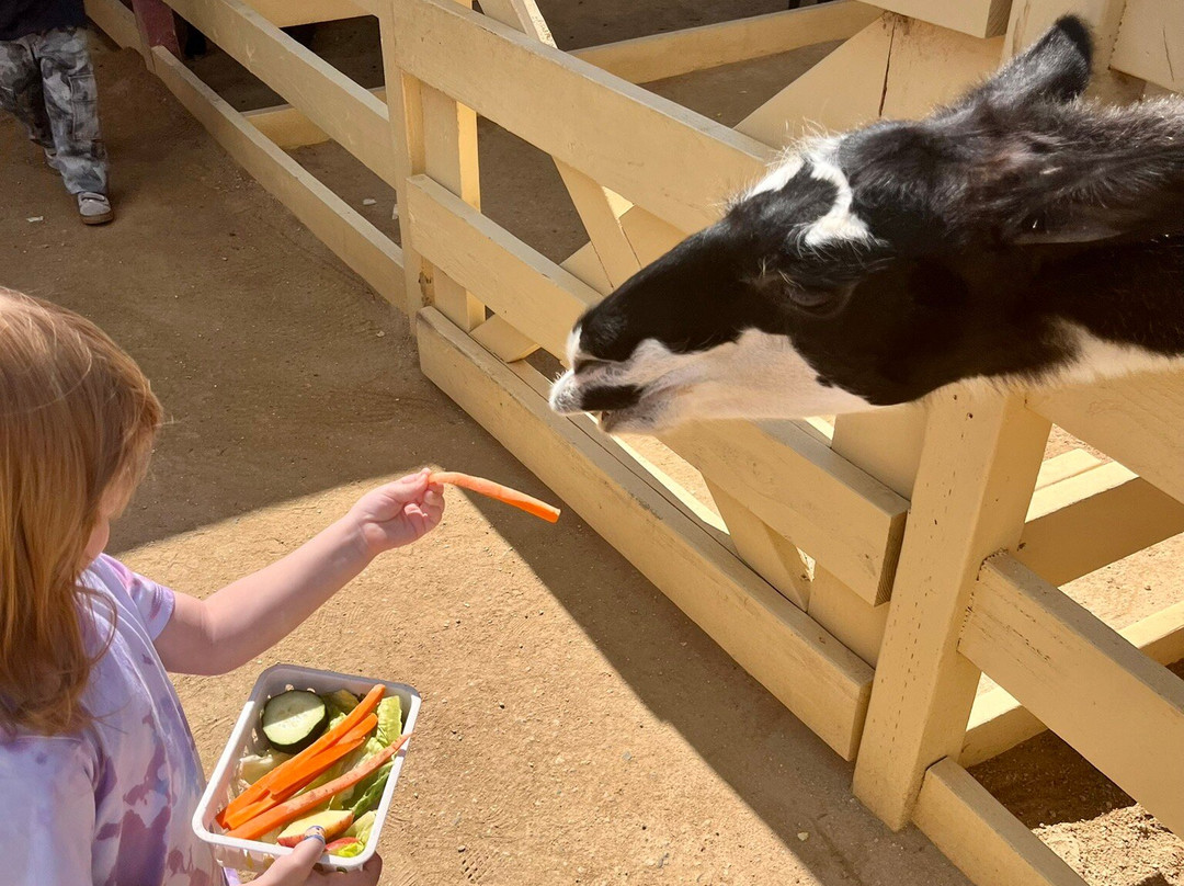 Zoomars at River Street Ranch-San Juan Capistrano必去景点