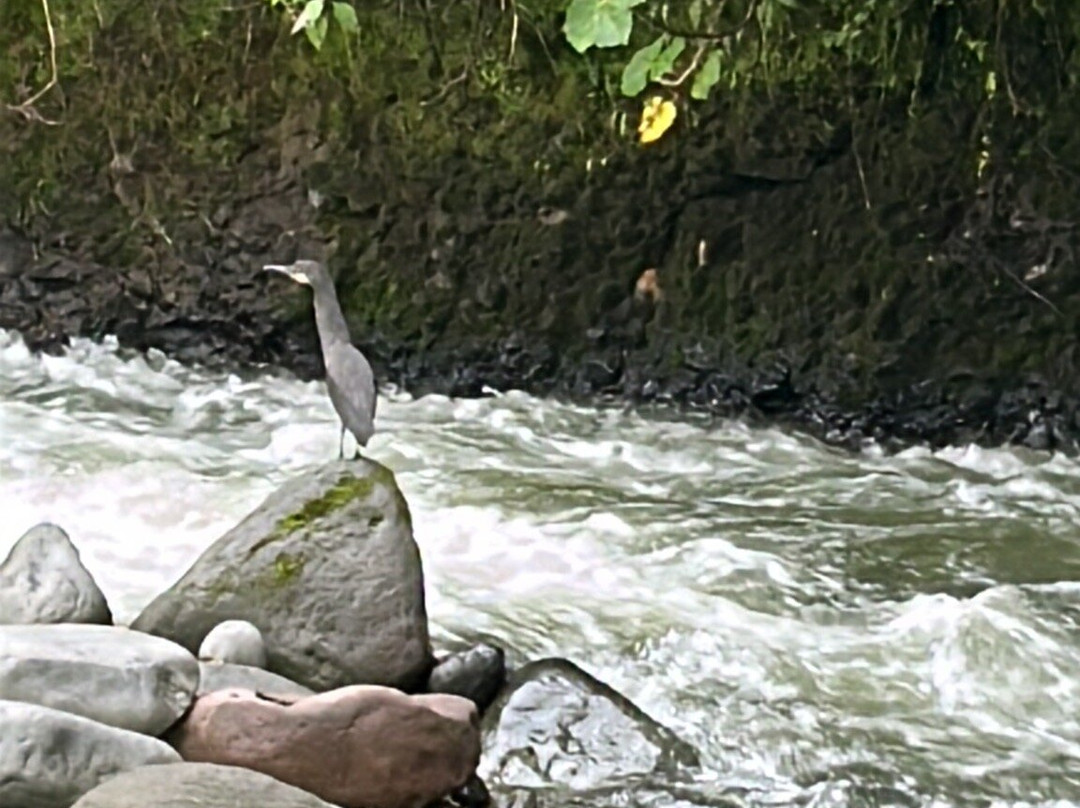 Mindo Bird Guide-明多必去景点