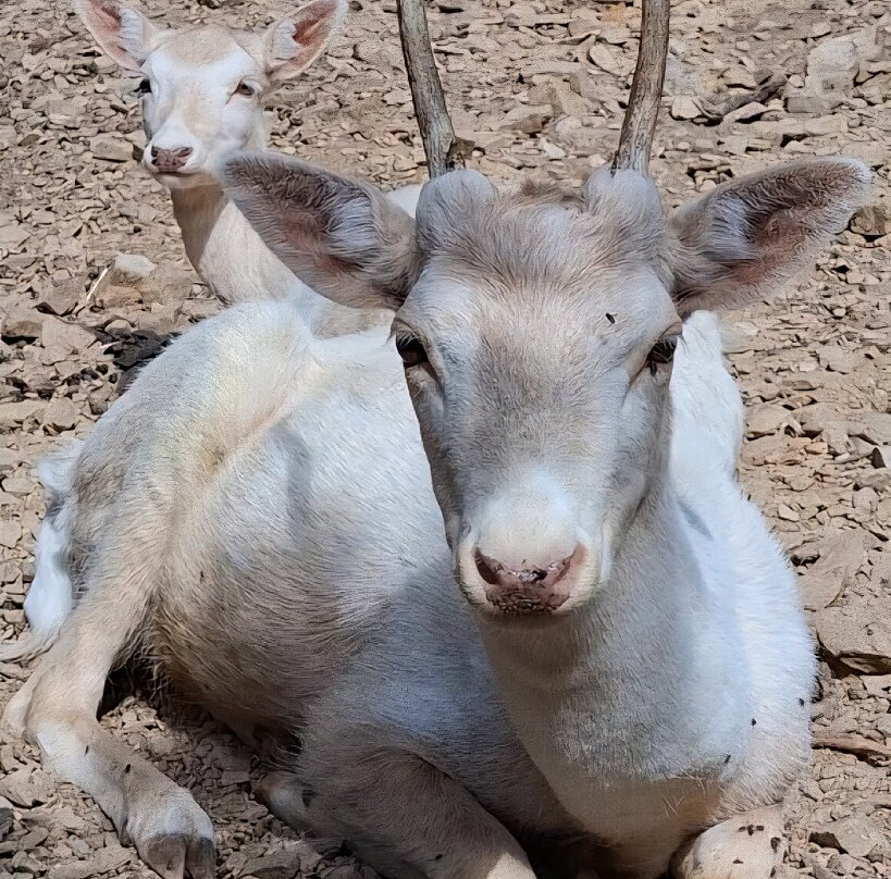 Parc Animalier De Casteil-Casteil必去景点