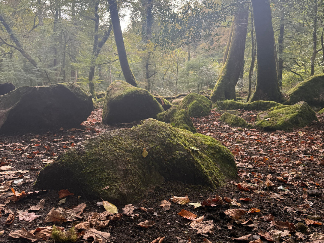 Long Timber Woods-Ivybridge必去景点
