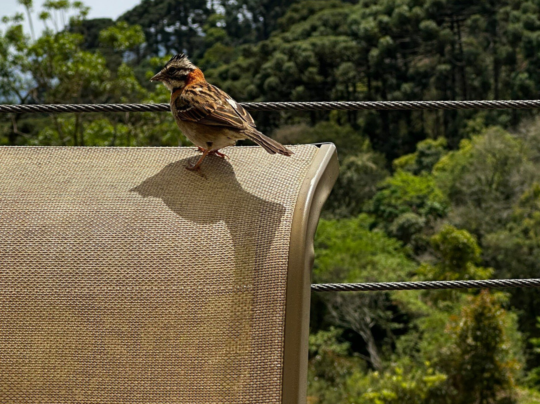 Cervejaria 3 Orelhas-Goncalves必去景点