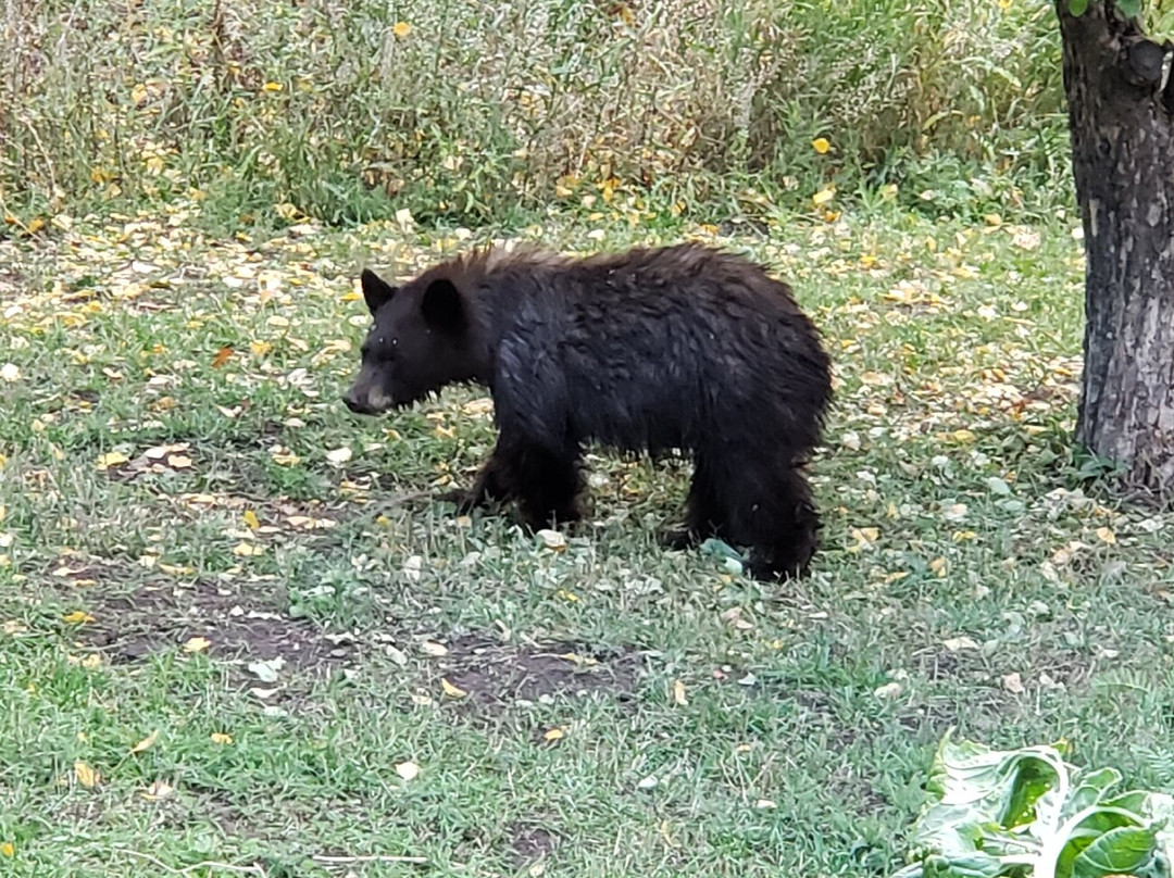 Four Mile Creek Bed and Breakfast主图