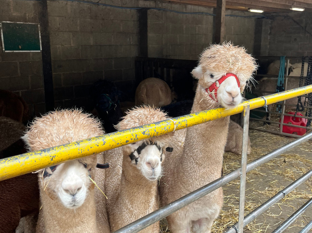 Charnwood Forest Alpacas-Boundary必去景点