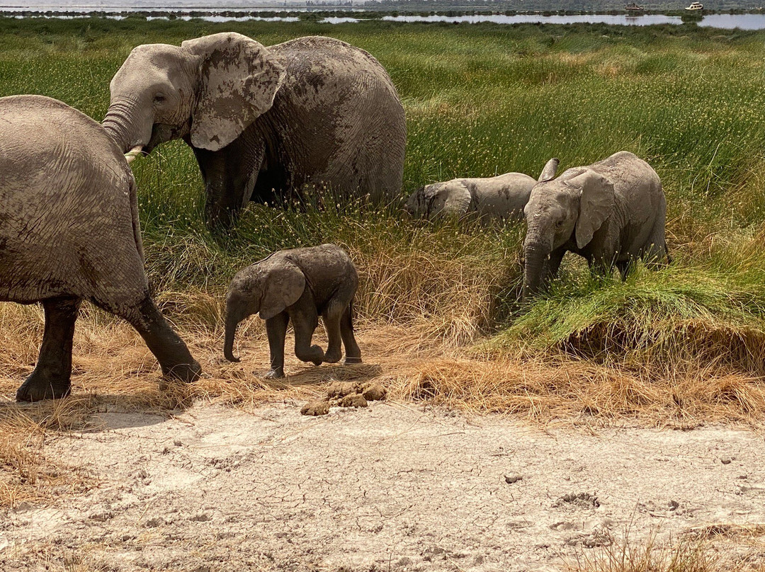 Antonio Safaris-Karen必去景点
