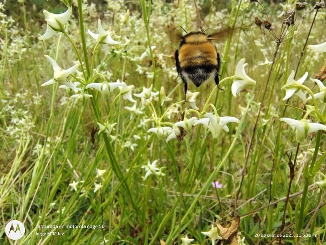 Samacá Turística-Samaca必去景点