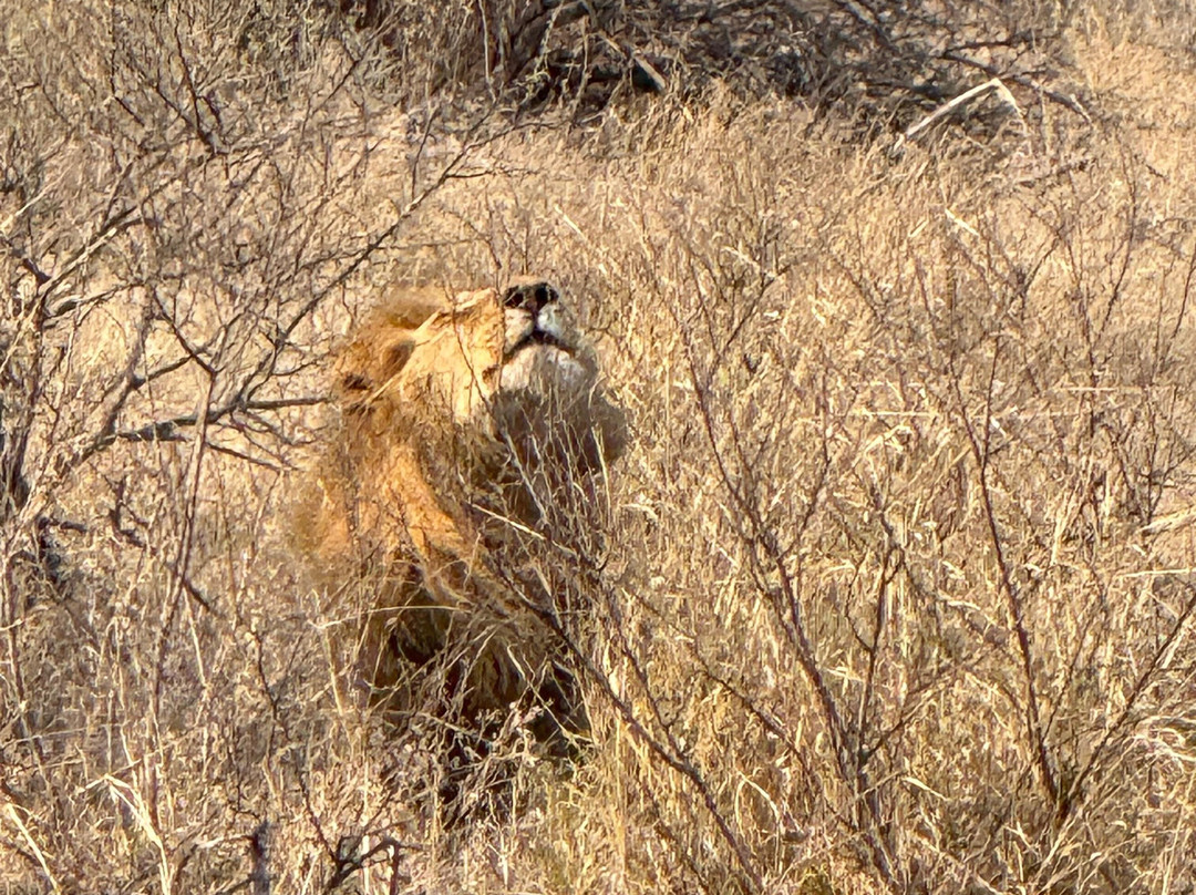 African Safari Group-开普敦必去景点