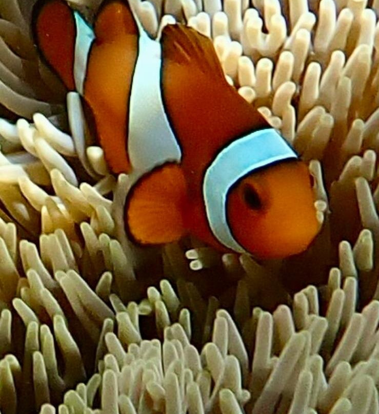 兰卡央岛-山打根必去景点