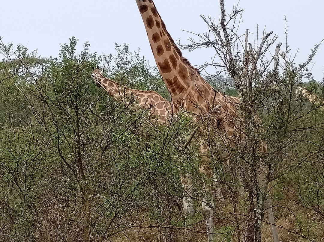 Rock My Adventure-内罗毕必去景点