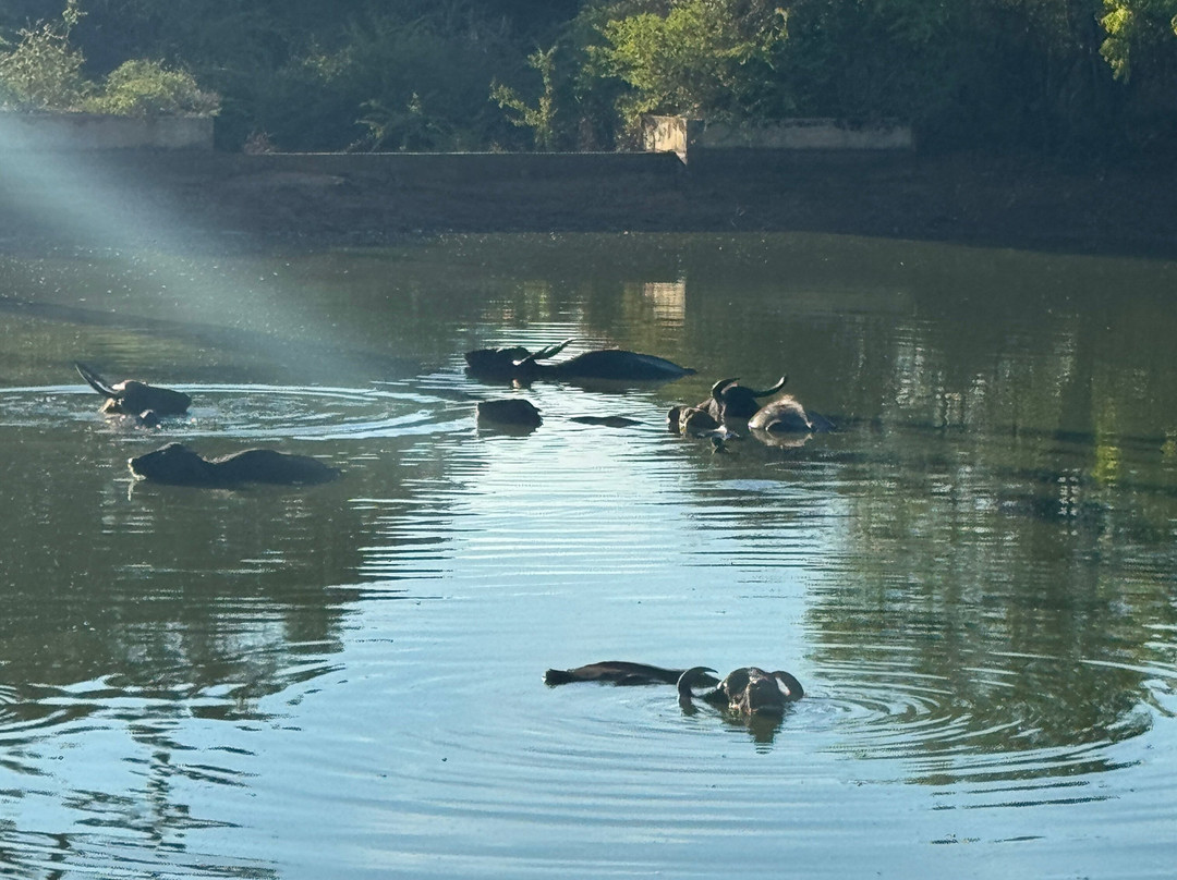 Yala Kings Safari-蒂瑟默哈拉默必去景点
