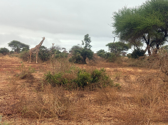Kenya Safari Lion-瓦塔木必去景点