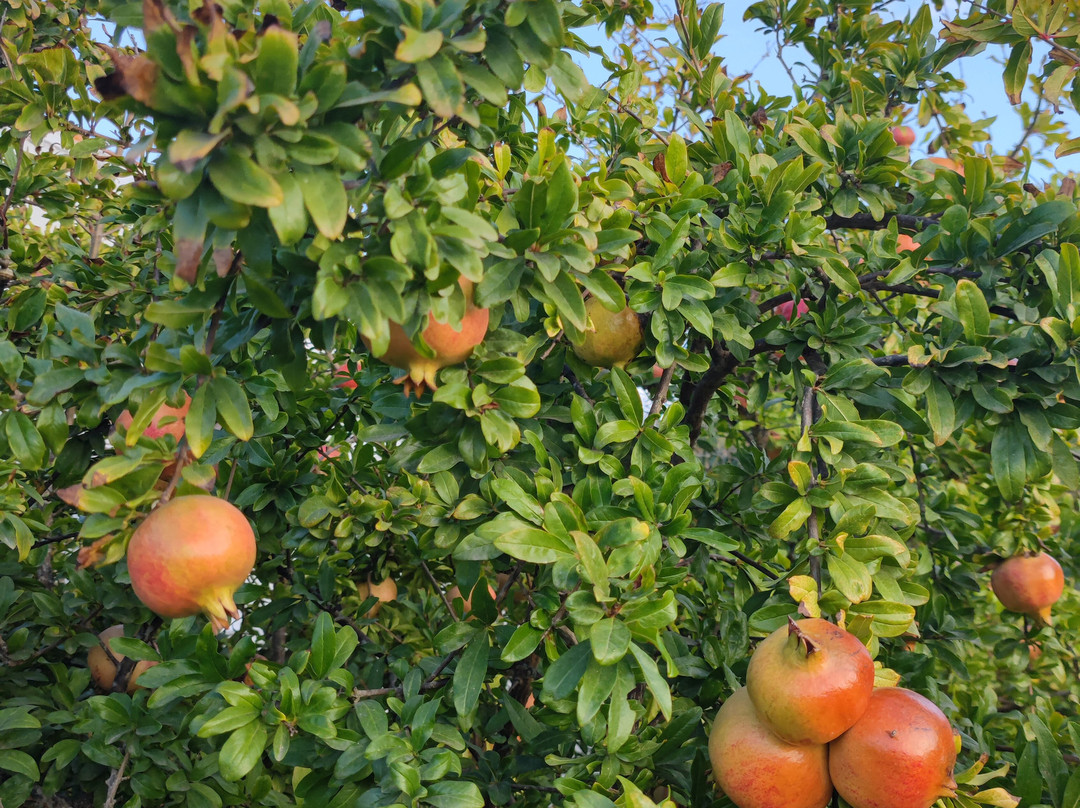 Monte da Estrela Country House & Spa主图