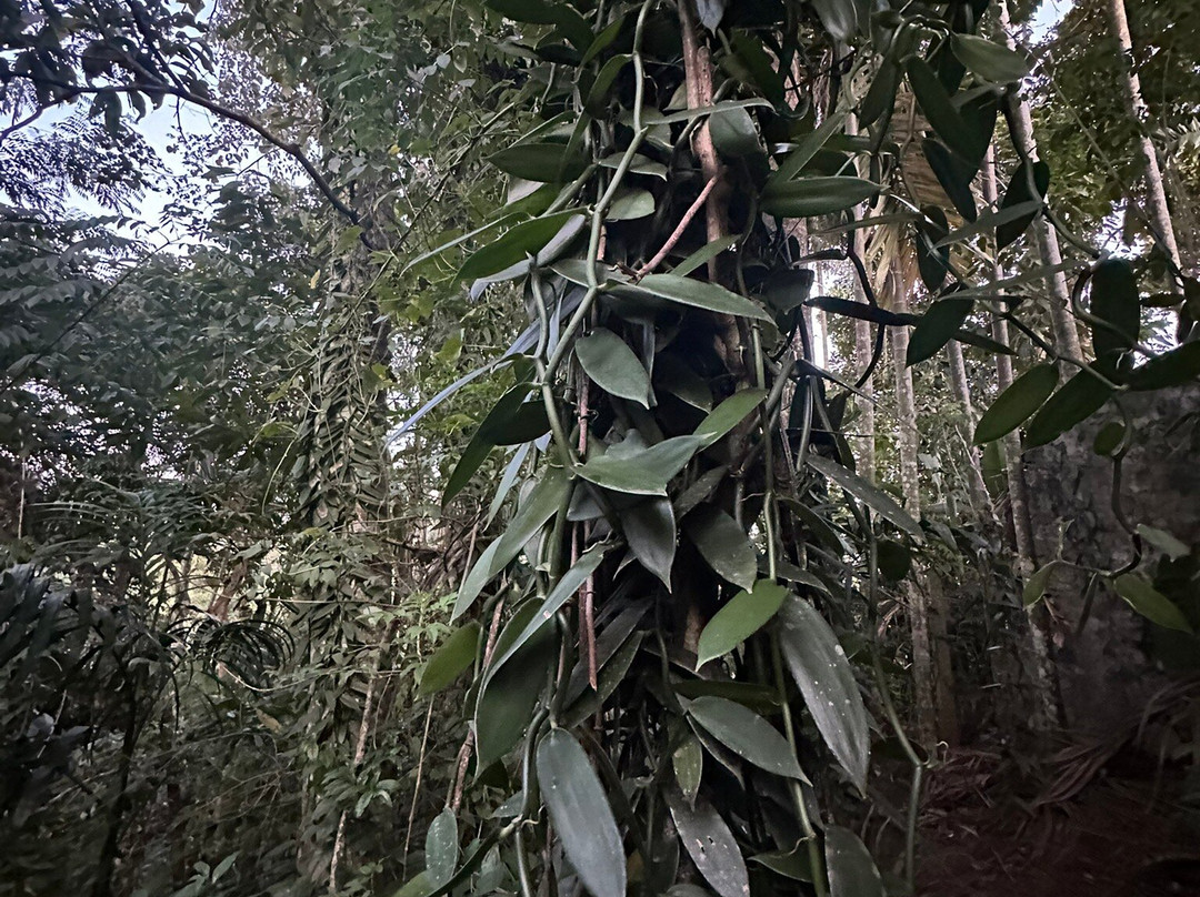 Ella Spice Garden-埃勒必去景点