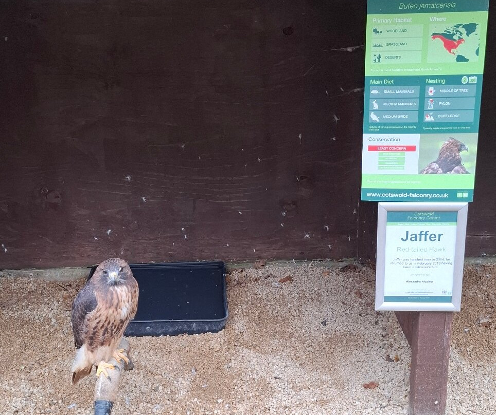 Cotswold Falconry Centre-莫顿因马什必去景点