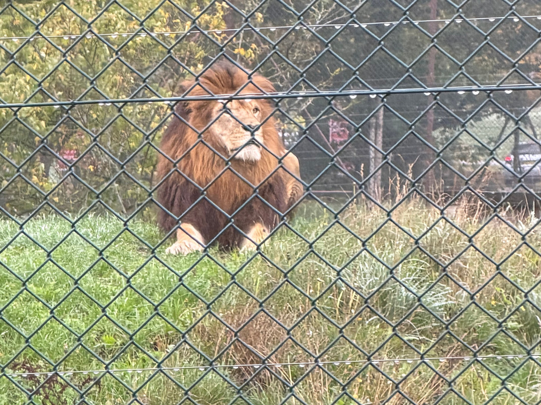 Woburn Safari Park-Woburn必去景点
