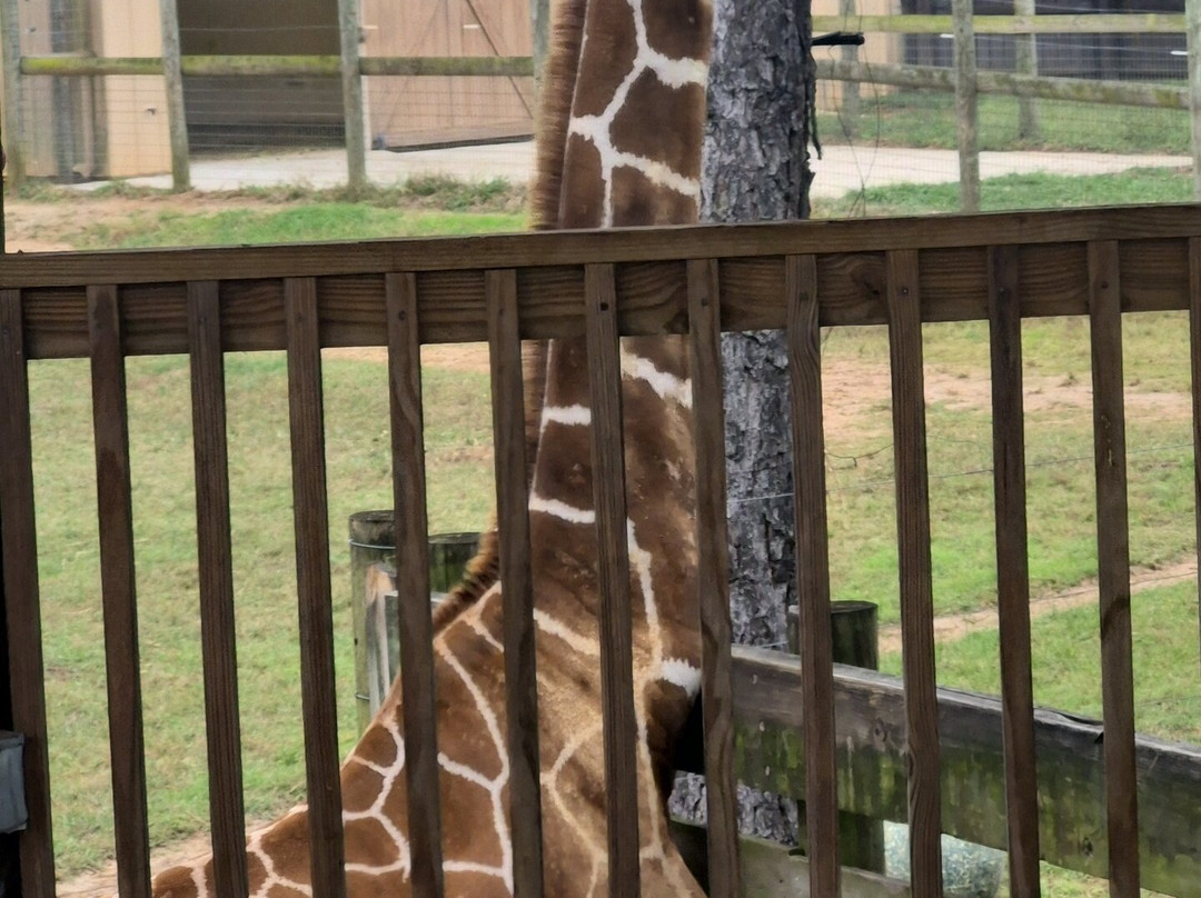 Alabama Gulf Coast Zoo-格尔夫海岸必去景点