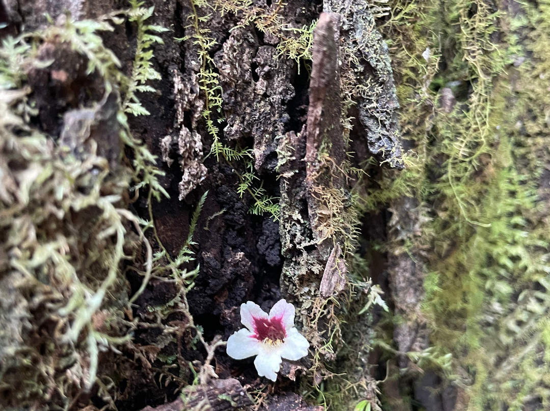 Toorongo Falls-Noojee必去景点