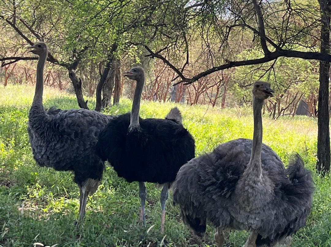 Riu Baobab Trip Travel-Nianing必去景点