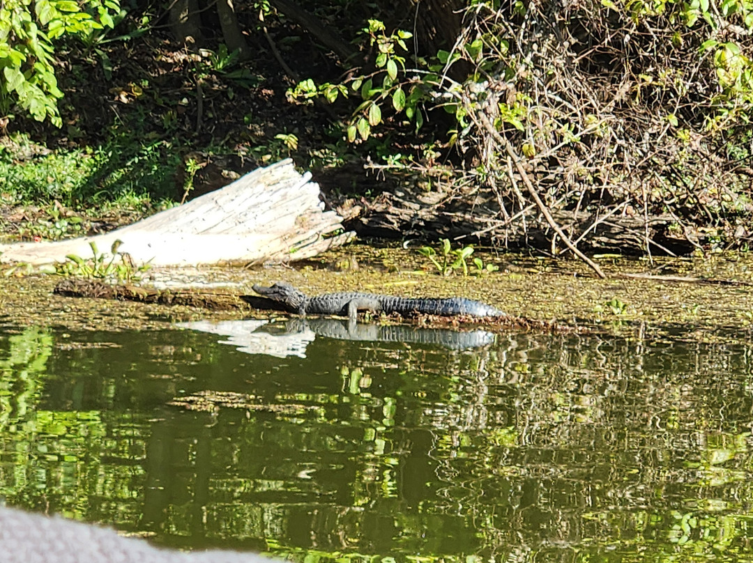Cajun Country Swamp Tours-布里奥克斯桥必去景点