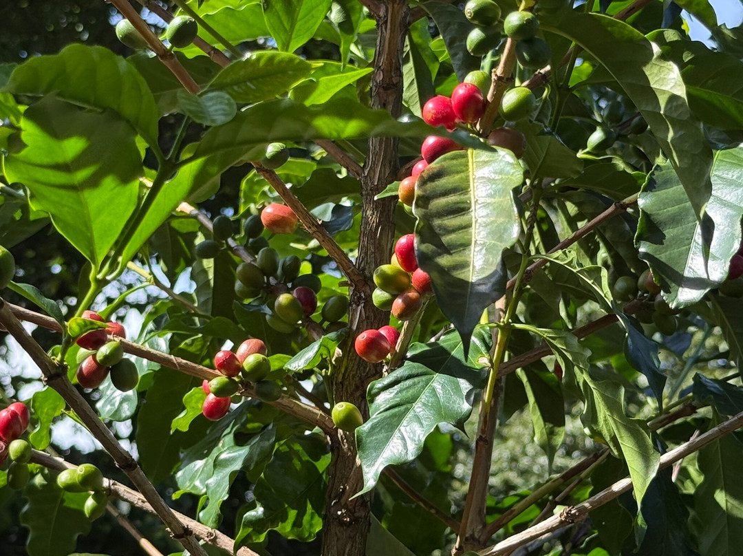Doka Estate Coffee Tour-Poas Volcano National Park必去景点