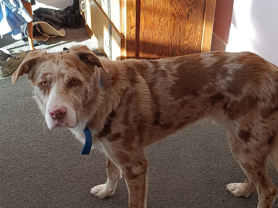 Lake Puketi酒店住宿-Connemara Country Lodge