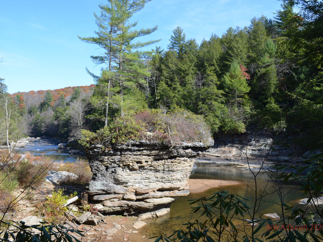Swallow Falls State Park-Oakland必去景点