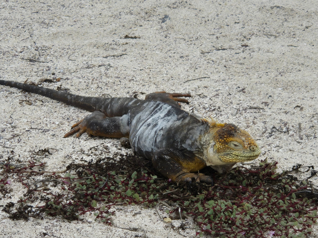 Galapagos Path-阿约拉港必去景点
