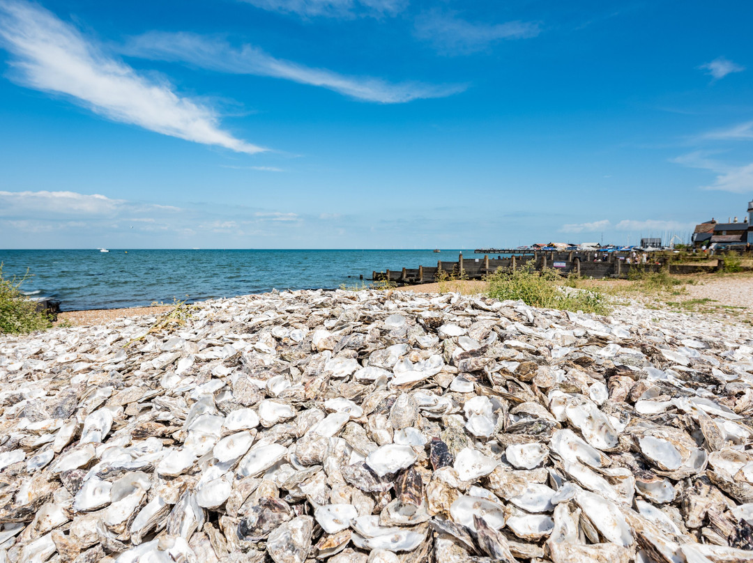 Whitstable Harbour-惠茨特布尔必去景点