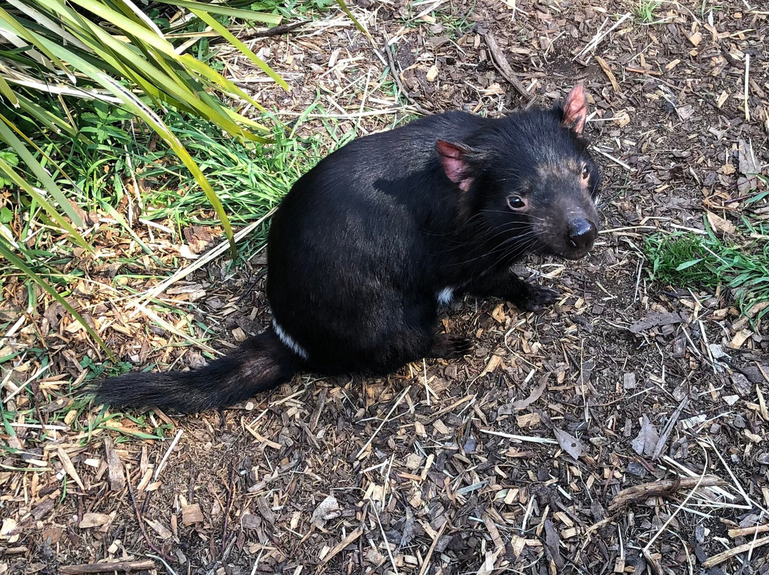 Trowunna Wildlife Sanctuary-茉莉溪必去景点