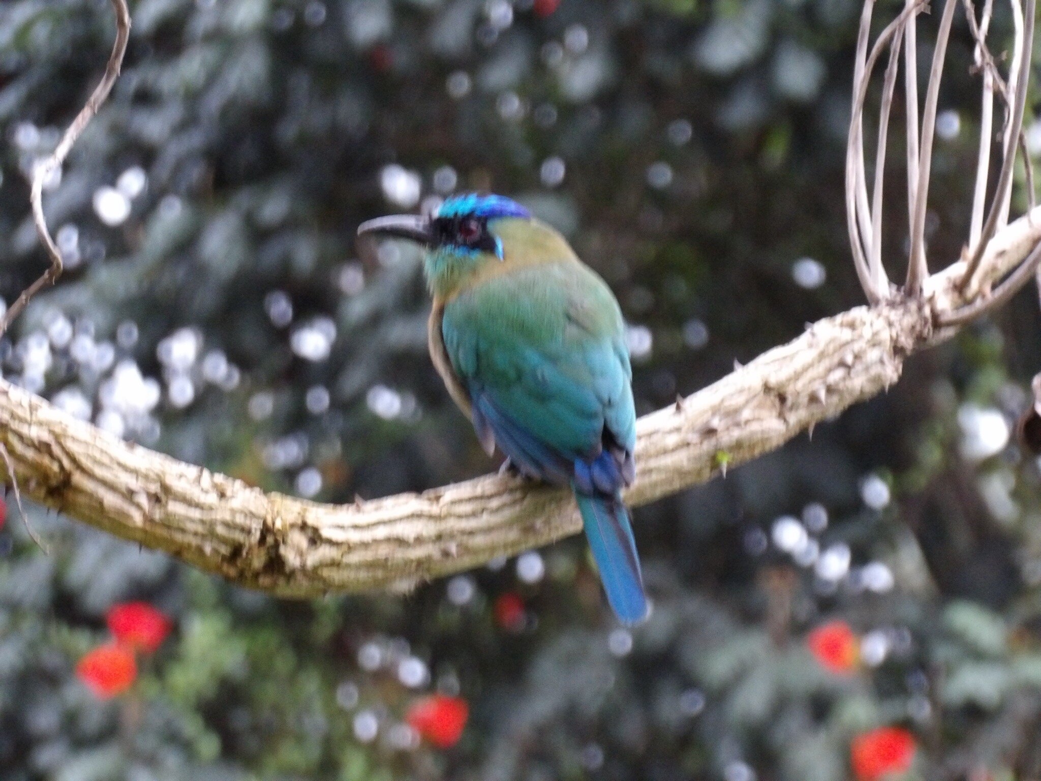 Hotel Bougainvillea-官方