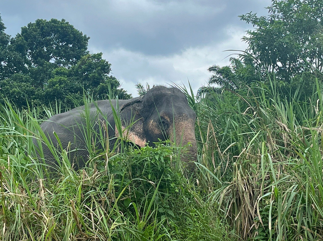 Khao Sok Elephant Sanctuary-拷索国家公园必去景点
