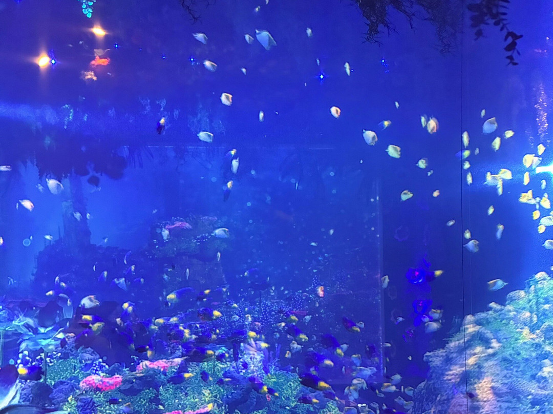 Under The Sea Restaurant - Ephemera