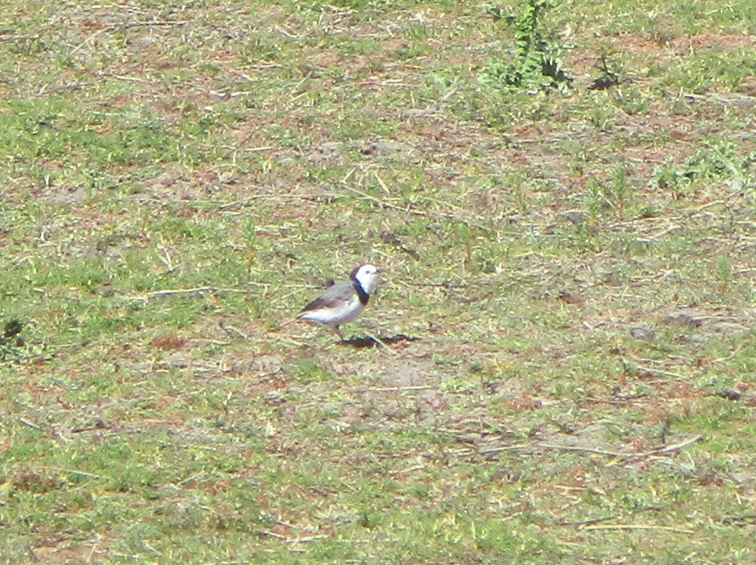 Arthur-Pieman Conservation Area-Arthur River必去景点