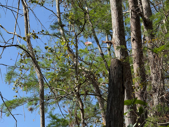 Everglades Institute-霍姆斯特德必去景点