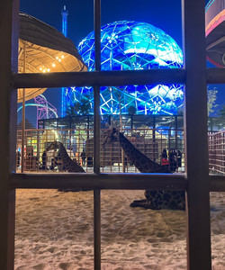 Riyadh Season Boulevard景点门票图片