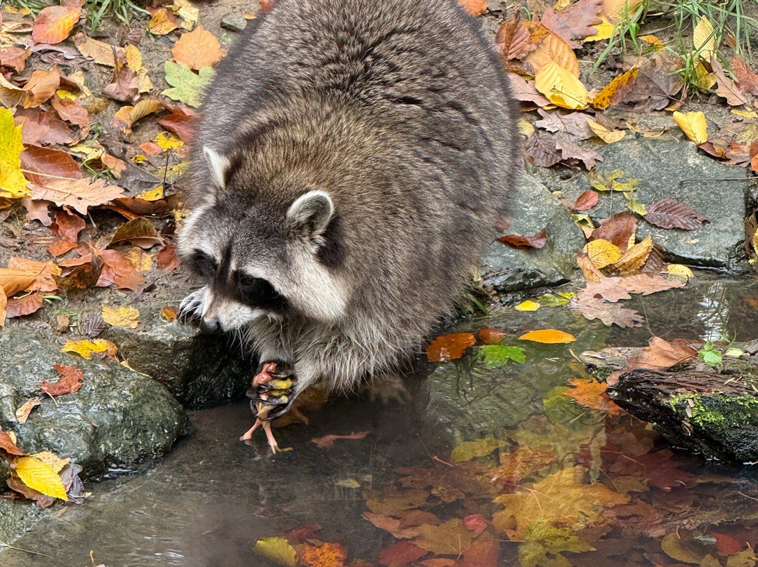 Wildpark Bad Mergentheim-巴特梅尔根特海姆必去景点