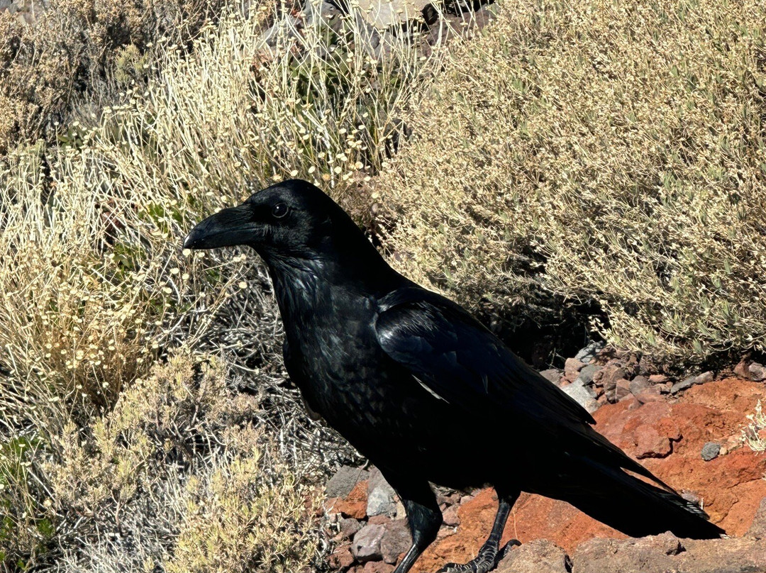 Roque de Los Muchachos-La Palma必去景点