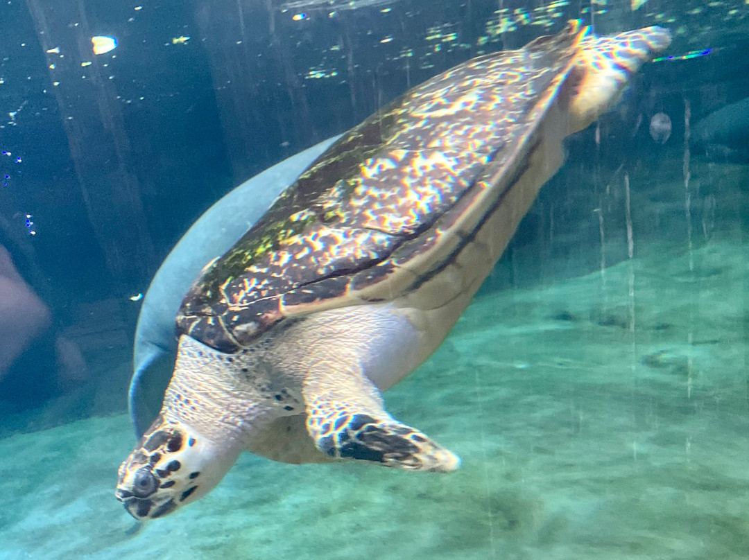 哥伦布动物园-Powell必去景点