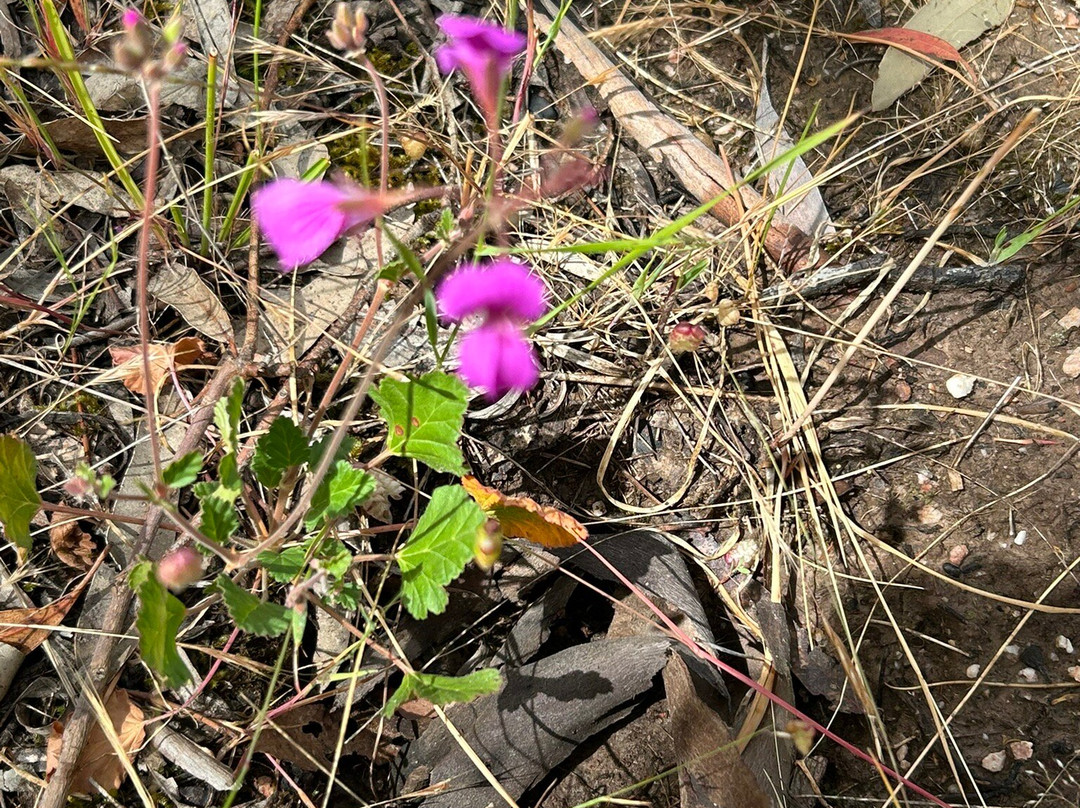 Lake Fyans-贺思盖必去景点