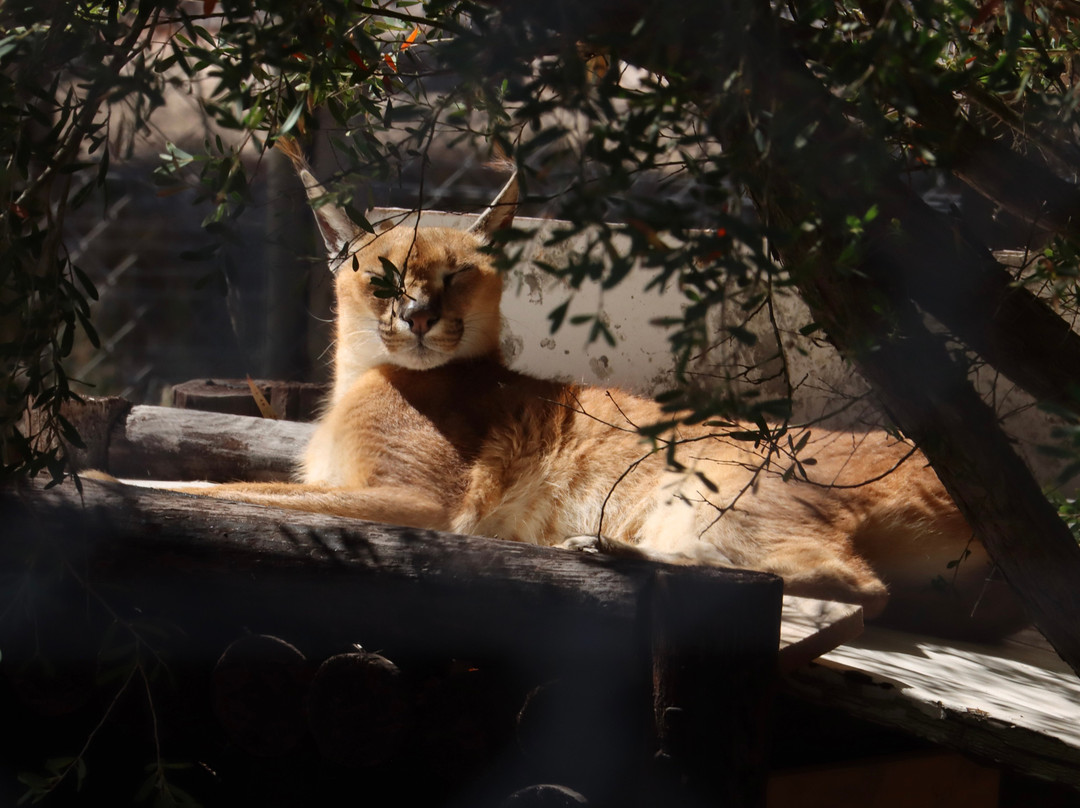 Panthera Africa - Big Cat Sanctuary-斯坦福必去景点