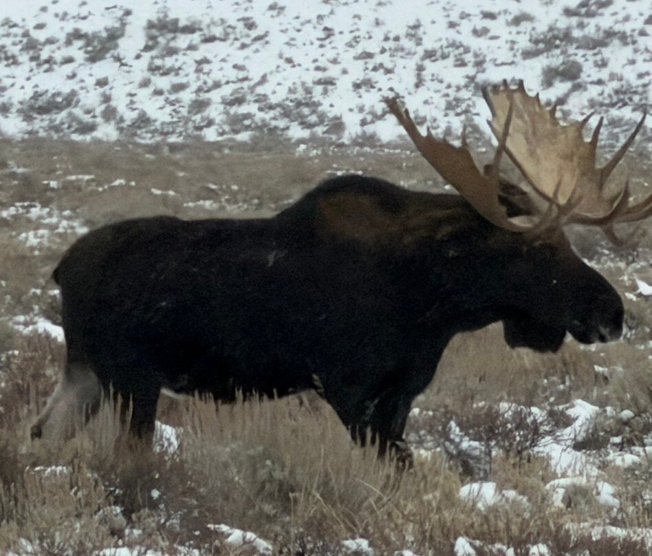 Buffalo Roam Tours - Day Tours-杰克逊必去景点