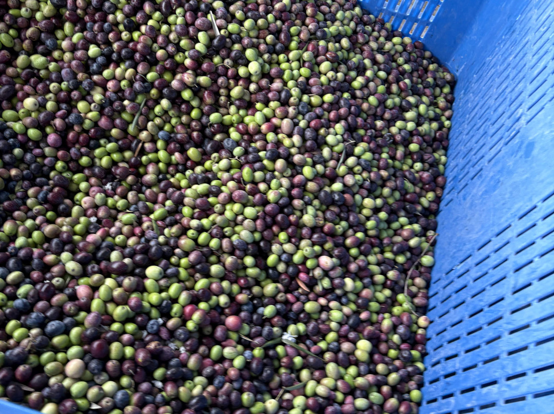 Aceites Molisur-Alhaurin el Grande必去景点